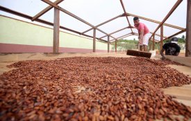 Mão-de-obra infantil e trabalho escravo contaminam a produção cacaueira do Brasil