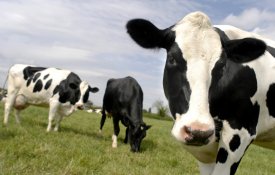 Explorações leiteiras em Portugal caem 85% numa década