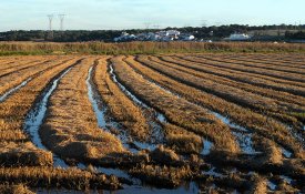 Seca ameaça produção de arroz no Litoral Alentejano