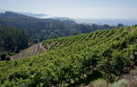 Madeira: «O valor pago pela uva não paga o transporte»