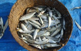 Sindicatos pedem quota da sardinha pelo menos igual a 2017