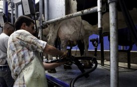  Crise no sector leiteiro sem fim à vista