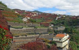 Seca também afecta agricultura em Câmara de Lobos