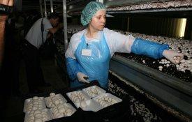 Nova administração da Sousacamp pressiona trabalhadores para os despedir