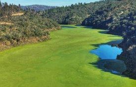 PEV exige medidas de combate à proliferação de algas tóxicas no Tejo