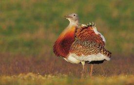 Aves das estepes portuguesas em rápido declínio
