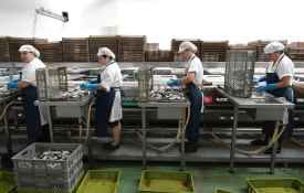 Coralfish e salários em atraso: já há casos de fome e má nutrição.