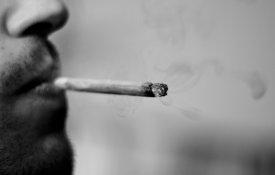 Ordem dos Médicos afasta auto-cultivo da «cannabis»
