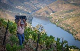CNA e AVADOURIENSE convocam viticultores para lutar contra a crise no sector 
