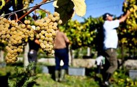 Viticultores partem para manifestação na Régua