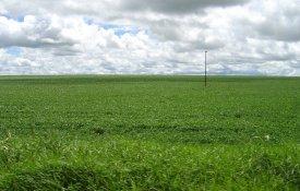 Brasil aprovou mais agrotóxicos em 200 dias que a UE em oito anos