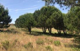 Câmara de Sesimbra critica «falta de imparcialidade» em reportagem sobre o Meco