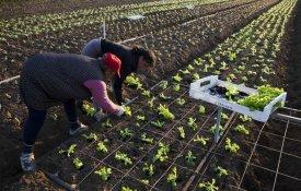 Agricultoras exigem medidas urgentes para que abandono forçado do sector não cresça
