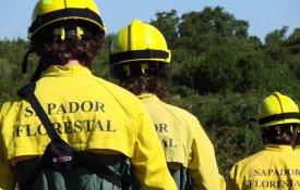 «Um verdadeiro orçamento para a floresta»
