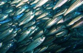 Pescadores do Norte ameaçam parar barcos