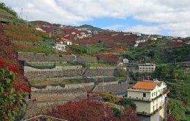 Seca também afecta agricultura em Câmara de Lobos