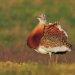 Aves das estepes portuguesas em rápido declínio