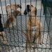 Um centro de recolha de animais para «servir as necessidades do concelho»