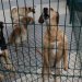 Um centro de recolha de animais para «servir as necessidades do concelho»