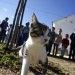 Capturar, esterilizar e devolver animais errantes em Grândola