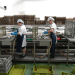 Coralfish: sem salários, trabalhadores suspendem contratos de trabalho