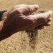 Produção de cereais no Baixo Alentejo: um dos piores anos, devido à seca
