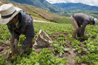 Os líderes sociais – camponeses, indígenas, afro-descendentes, defensores da reforma agrária, participantes na substituição voluntária de cultivos ilícitos – continuam a ser assassinados na Colômbia