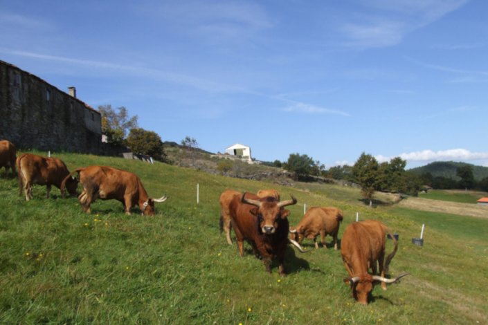 Bovinos da raça autóctone Barrosã, em pastagem no Norte de Portugal