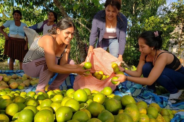 Grupo de pessoas na região boliviana de Chapare (departamento de Cochabamba) apanham fruta para distribuir entre a população mais carenciada; esta região é um bastião do MAS, a coligação de Evo Morales, e tem sido alvo de repressão por parte do governo golpista