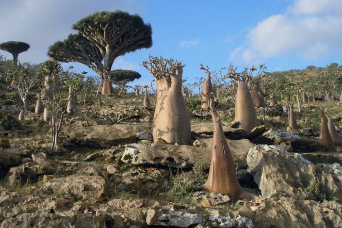 A Unesco classificou Socotra como património natural da humanidade 