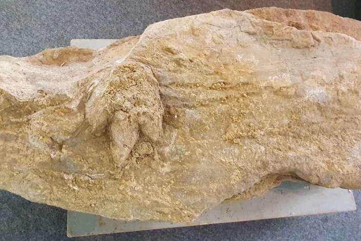 Fóssil de pegada de dinossauro com 154 milhões de anos descoberto na encosta sul da serra da Boa Viagem, na Figueira da Foz, 15 Julho 2021