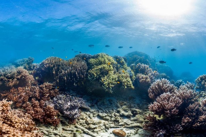 A grande barreia de coral em Lizard Island, na Austrália