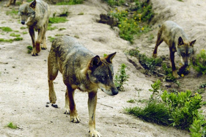 Comunidade de lobos ibéricos, espécie em risco de extinção, na Tapada de Mafra