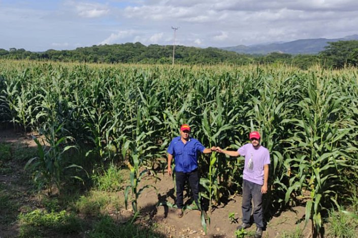 Com o apoio de militantes do MST, a Comuna El Maizal produz sementes nativas de milho, que distribui a nível nacional