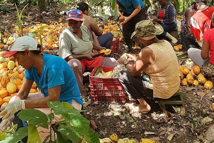 Assentados realizam a «quebragem» do cacau cabruca no Sul da Bahia