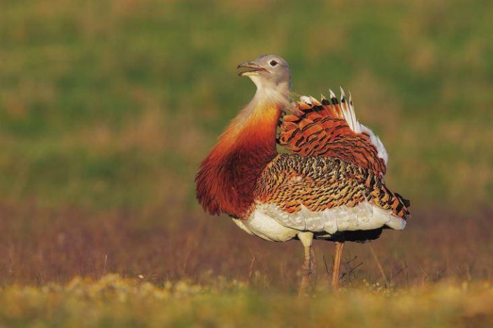 A Abetarda, uma das mais emblemáticas aves do Alentejo