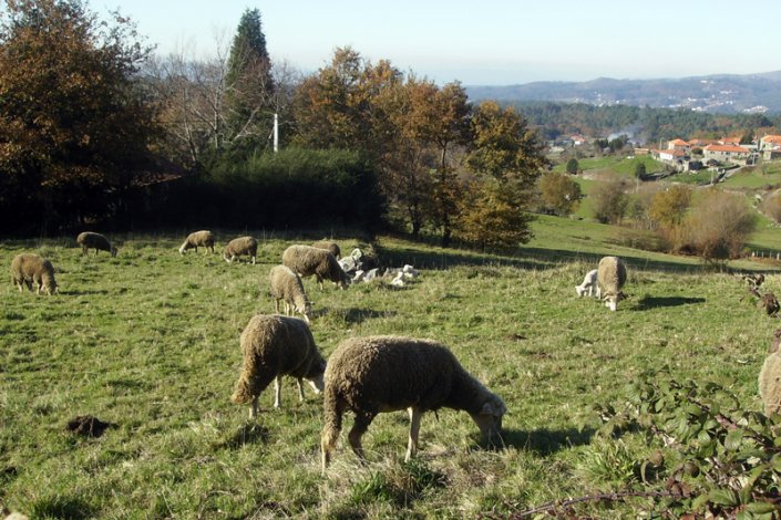 O sistema de recolha de cadáveres de animais está suspenso até à assinatura de um novo contrato