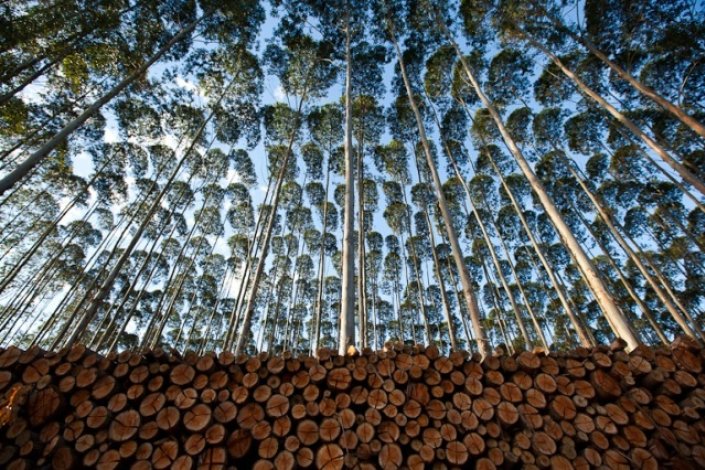 O eucalipto é, hoje, a espécie dominante na floresta portuguesa, à frente de espécies autóctones como o pinheiro bravo e do sobreiro
