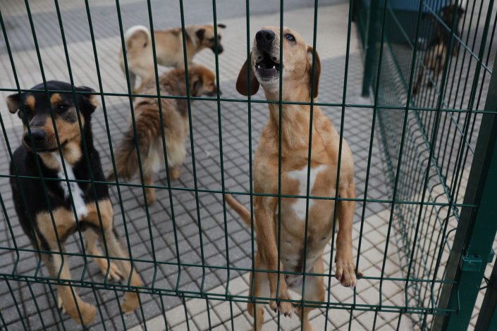 Cães aguardam adopção no canil municipal de Lisboa