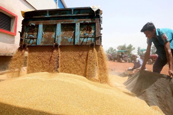 Trabalhadores descarregam trigo de um camião 