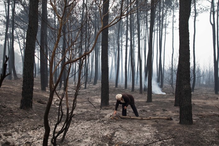 Zona ardida no Pinhal de Leiria, causada pelo incêndio na Marinha Grande, 16 de Outubro de 2017