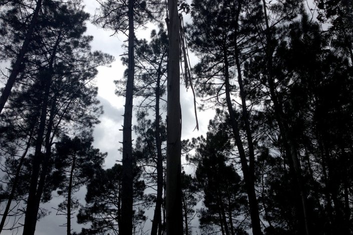 Os eucaliptais que existem em numerosos baldios são altamente cobiçados pela indústria da celulose e do papel