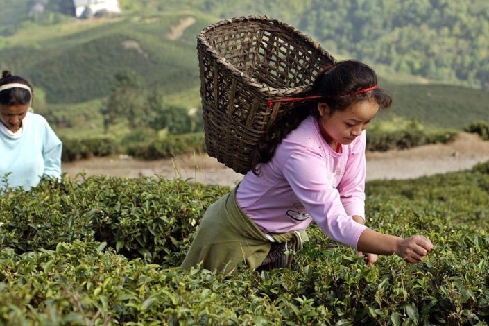 Num sector de grande importância para a Índia, os trabalhadores são explorados ao máximo, denunciou a Federação dos Trabalhadores das Plantações de Toda a Índia (AIPWF)