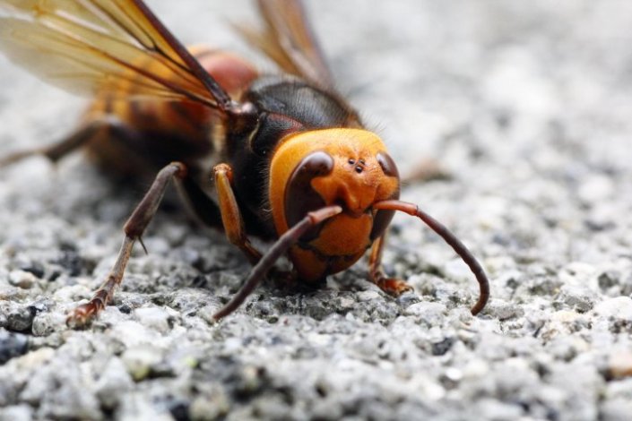 Ainda sem predadores naturais, como certas aves insectívoras, as características naturais da Abelha Asiática, vorazes na predação de abelhas domésticas e de outros polinizadores essenciais, principalmente durante o Verão, colocam em risco, para além da apicultura, de pomares e das culturas agrícolas, a diversidade biológica dos invertebrados nos diversos ecossistemas em Portugal, informa o ICNF.