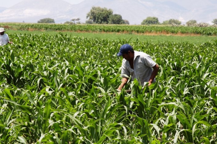 Em discussão no 2.º Fórum Nyéléni Europa estará a construção da soberania alimentar