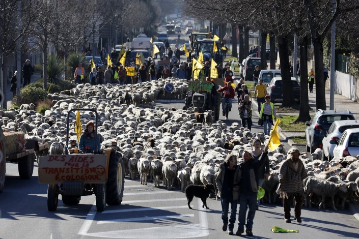 Durante uma manifestação nas ruas de Draguignan, no sul de França, um pastor de ovelhas guia o seu rebanho com 600 ovelhas enquanto os agricultores protestam. Os agricultores franceses reivindicam melhores pagamentos e uma relação mais justa com a grande distribuição. 25 de Janeiro de 2024