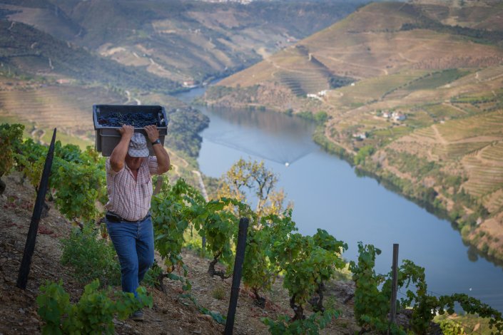 Vindimas no Douro. Pinhão (Alijó), 25 de Agosto de 2021