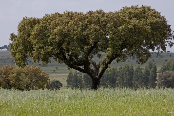 A Azinheira é uma árvore protegida em Portugal 