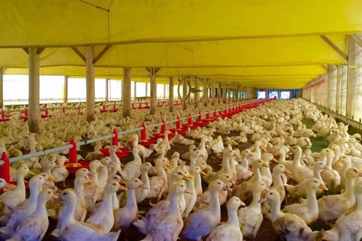 A Marinhave dedica-se à produção de patos