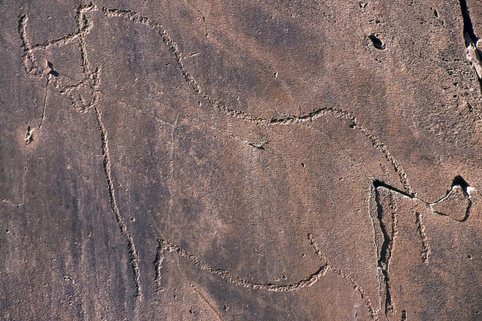 Representação de animal numa pedra de xisto do complexo rupestre do Vale do Côa